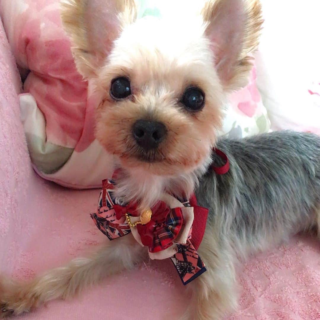 上原さくらさんのインスタグラム写真 - (上原さくらInstagram)「ヨークシャーテリアのベル❤️ トリミング帰りはぬいぐるみみたいに可愛いです🧸 #ヨーキー #ヨークシャーテリア #dog #dogstagram #愛犬　#わんこのいる生活 #可愛い #terrier #犬くん #ベル」9月18日 11時56分 - sakura_uehara_official