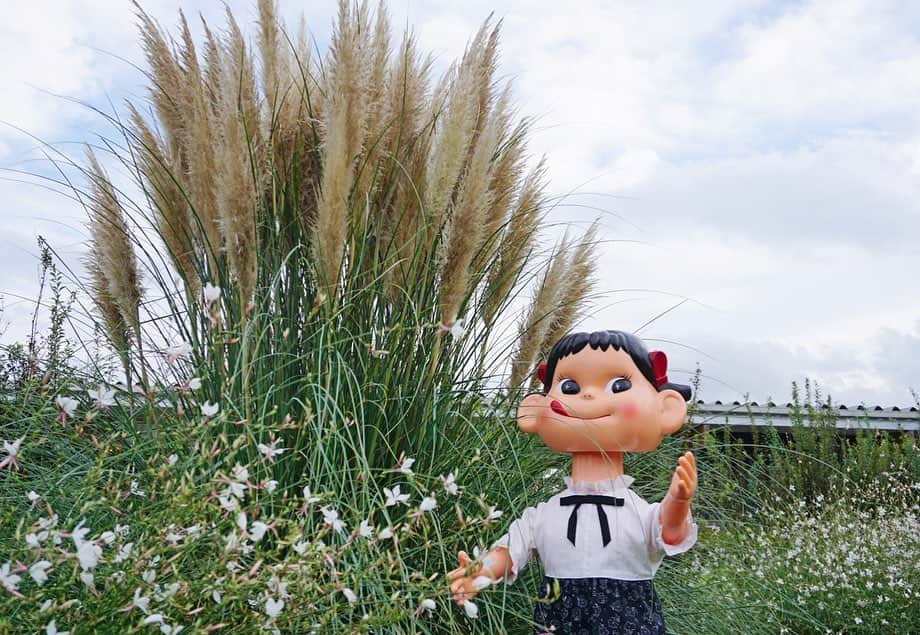 平塚市さんのインスタグラム写真 - (平塚市Instagram)「* 花菜ガーデン開園10周年と ペコちゃん生誕70周年を記念した スペシャルイベント、 「花と緑のガーデン・パーティー」が 本日から開催されます！ 貴重なペコちゃん人形が並ぶミニミュージアムや、 ステッカーがもらえるスタンプラリーなど 大人から子どもまで楽しめる5日間♪ 園内のさまざまな場所にペコちゃんがいて、 探しながら散策できて楽しいですよ。 花菜ガーデンオリジナルパッケージの ミルキーも販売されていますので、 この機会にぜひゲットしてください。 * ★ペコちゃんがやってくる　花と緑のガーデン・パーティー 期間：9/18(金)～22(火) 時間：9:00～17:00 場所：花菜ガーデン(寺田縄496-1) ※スタンプラリーのステッカーは無くなり次第終了。 *** #手をつなぎたくなる街 #hiratsukagood #hiratsuka#平塚 #kanagawaphotoclub #花菜ガーデン #花菜ガーデン10周年 #ペコちゃん#不二家 #ペコちゃんコラボ #ペコちゃんグッズ #ペコちゃん70周年 #おめでとうございます #イベント #スタンプラリー #フォトスポット #ミルキー#オリジナルパッケージ #早速ゲット #週末の過ごし方 #日々#暮らし #instagramjapan#igersjp」9月18日 12時00分 - hiratsukagood