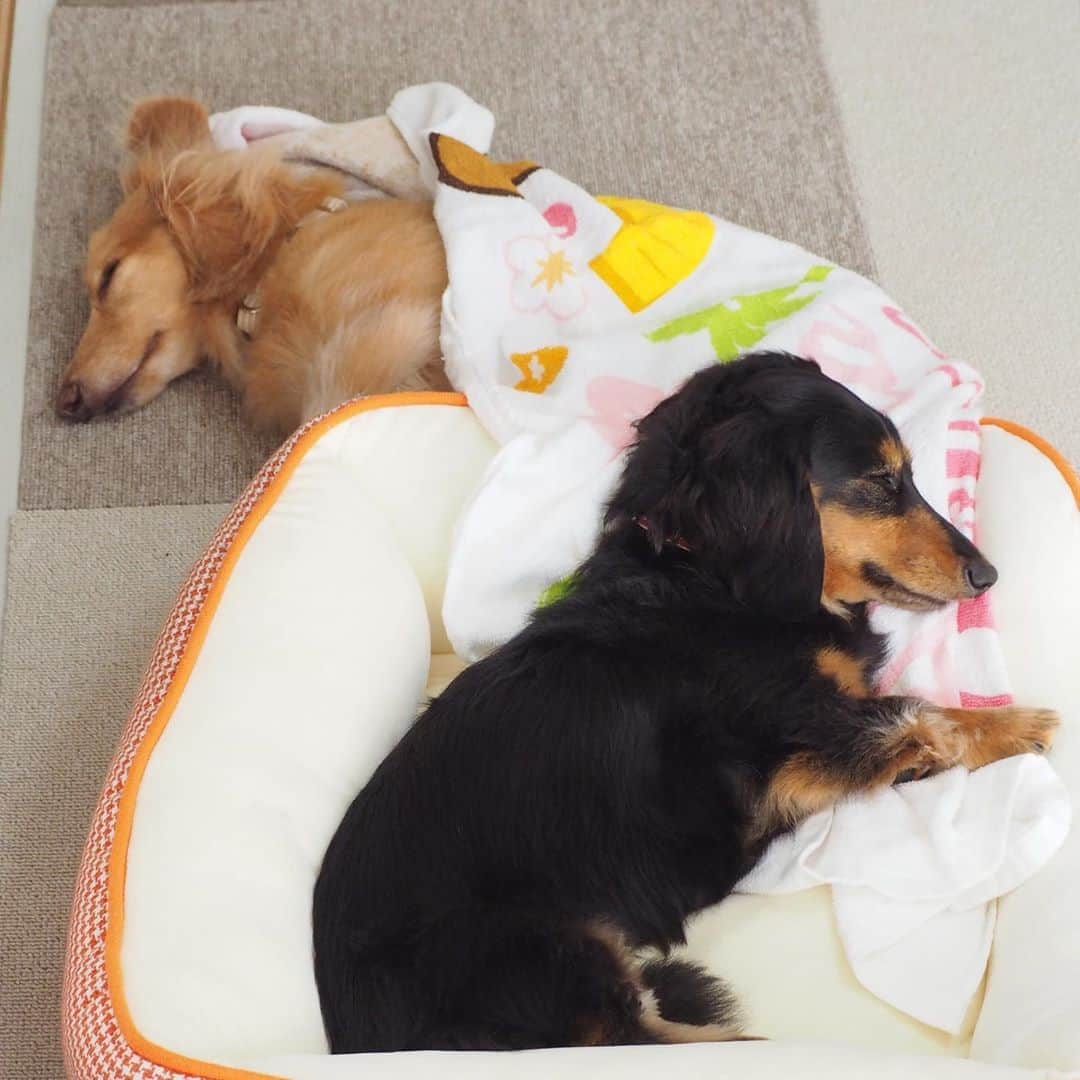 Sora Momoさんのインスタグラム写真 - (Sora MomoInstagram)「お昼寝そらともも🐶🐾🐶 ☺︎ ももが寝てるベッドには そらが寝てたはずなんだけど 被ってたバスタオルに包まったまま飛び出していったらしい😄 ☺︎ そらが飛び出して空いたベッドにお隣のベッドからももが移ってきて並んで寝てる2人 ☺︎ 一瞬目が覚めてこちらを見たそら 伸びしてまた寝ちゃいました ☺︎ ももも同じように目が覚めたけど そらが寝たら同じように寝ちゃいました 今日も仲良しだね😊 ☺︎ #お昼寝#飛び出すそら#空いたベッドに入るもも#バスタオル踏んじゃってる#写真撮ってたら#目が覚めた#起こしてごめんね #気持ちよさそうな寝顔#幸せな時間 #仲良し#そらともも #ダックス#ミニチュアダックス #dachshund #miniaturedachshund」9月18日 23時16分 - teratera_sorapu_