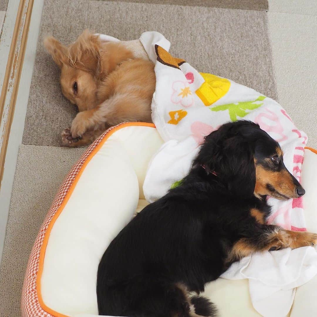 Sora Momoさんのインスタグラム写真 - (Sora MomoInstagram)「お昼寝そらともも🐶🐾🐶 ☺︎ ももが寝てるベッドには そらが寝てたはずなんだけど 被ってたバスタオルに包まったまま飛び出していったらしい😄 ☺︎ そらが飛び出して空いたベッドにお隣のベッドからももが移ってきて並んで寝てる2人 ☺︎ 一瞬目が覚めてこちらを見たそら 伸びしてまた寝ちゃいました ☺︎ ももも同じように目が覚めたけど そらが寝たら同じように寝ちゃいました 今日も仲良しだね😊 ☺︎ #お昼寝#飛び出すそら#空いたベッドに入るもも#バスタオル踏んじゃってる#写真撮ってたら#目が覚めた#起こしてごめんね #気持ちよさそうな寝顔#幸せな時間 #仲良し#そらともも #ダックス#ミニチュアダックス #dachshund #miniaturedachshund」9月18日 23時16分 - teratera_sorapu_