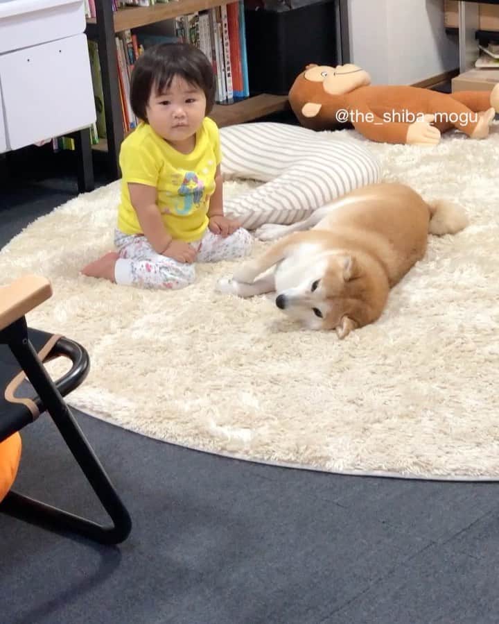 Moguのインスタグラム：「. 騒がしいなの。 #もぐに休日を #仕上げ歯磨き後洗面所まで競争する人々 . @the_shiba_mogu  #柴犬 #shibainu #shiba#赤柴 #redshiba#犬 #dog#しばいぬ#nannydog#犬と子供#子供と犬#柴犬と子供#柴#赤ちゃんと犬#犬と赤ちゃん#柴犬と赤ちゃん#赤ちゃんと柴犬#柴犬のいる暮らし#子守犬」