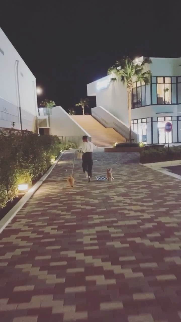 澤田桃佳のインスタグラム：「どっちが散歩させてるか分からんね（笑） #犬　#犬のいる暮らし  #散歩　#トイプードル」