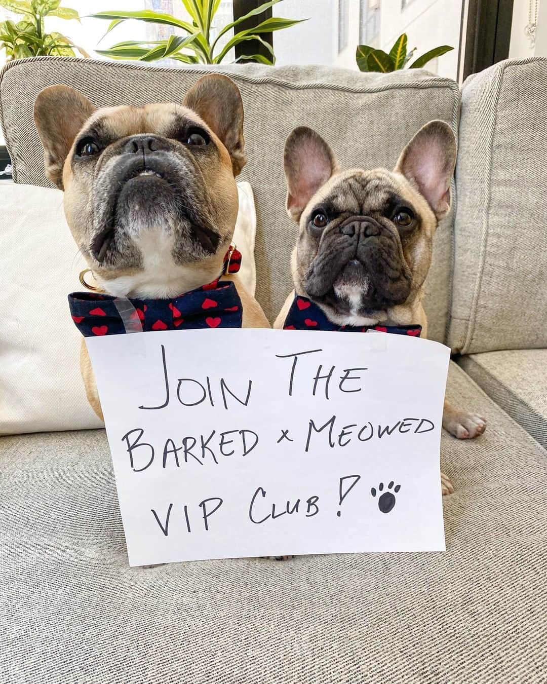 8crapさんのインスタグラム写真 - (8crapInstagram)「Join the “Barked X Meowed VIP Club” for monthly rewards! 🐾 Refer your friends to join for a chance to win an extra $100 Amazon Gift Card! . 🎁 Tap link in bio to join the “Barked X Meowed VIP Club” for FREE now! - 📷 @gusgusinthecity - #️⃣ Hashtag #BarkedMeowedVIPClub on your dog’s photo/video like this, for a chance to be featured! - #barked @meowed #BarkedMeowedVIPClub #BMVIPC #dog #doggo #puppy #pupper #FrenchBulldog #Frenchie #FrenchiePuppy」9月18日 23時01分 - barked