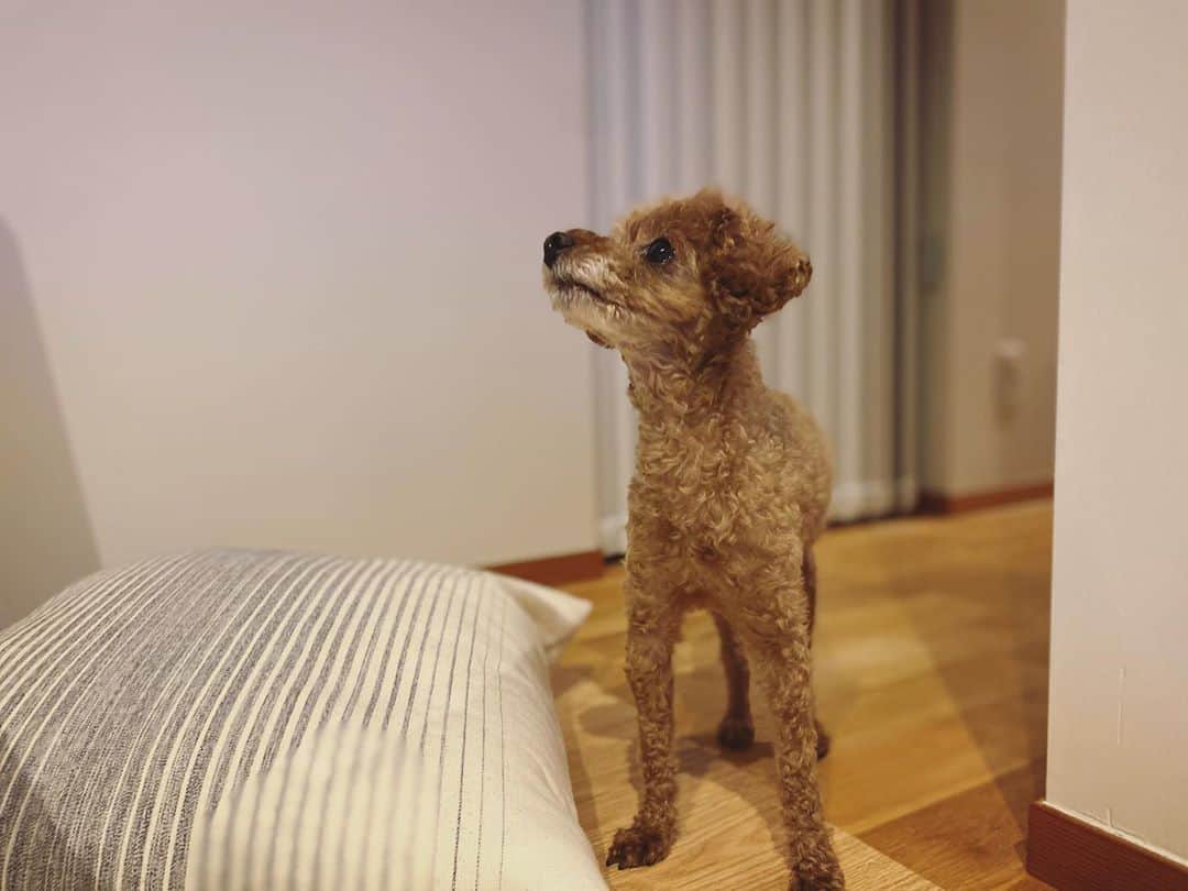 石川龍のインスタグラム：「凛々しい。  #まめきち #トイプードル #トイプードル女の子  #toypoodle  #toypoodlegram  #toypoodlelove」