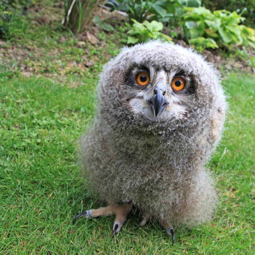 Baby Animalsさんのインスタグラム写真 - (Baby AnimalsInstagram)「I need to get a baby owl! 😍」9月18日 23時09分 - thebabyanimals