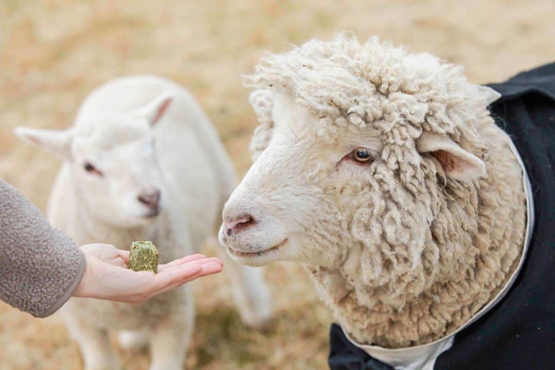 星野リゾート　トマムさんのインスタグラム写真 - (星野リゾート　トマムInstagram)「2020年10月1日〜31日の期間に「ファーム ハロウィンパーティー」を開催します。広大な「ファームエリア」で、羊や山羊、子牛と一緒に仮装をして楽しむイベントです。パーティー会場には、焚き火台や牧草でできた ソファが設置され、音楽を聴きながら過ごすことができます。今年は新たに羊たちが大好きな「牧草キューブ」 を求めてファームエリアを練り歩く「羊のトリックオアトリート」を実施します。  The "Farm Halloween Party" will be held from October 1st to 31st, 2020.  This is an event where you can enjoy dressing up with sheep, goats, and calves in the vast "farm area". At the party, there is a bonfire and a sofa made of grass, and you can spend time listening to music.   #HoshinoResorts #星野リゾート #tomamu #トマム #risonaretomamu #リゾナーレトマム #risonare #リゾナーレ #北海道 #Hokkaido #北海道旅行 #星野集團 #Hokkaidotrip #Japan #japantravel #ファーム #farm #絶景  #旅行気分 #おうちで旅体験 #オンライン旅行 #ハロウィン #ハロウィンパーティー」9月18日 14時11分 - hoshinoresorts_tomamu