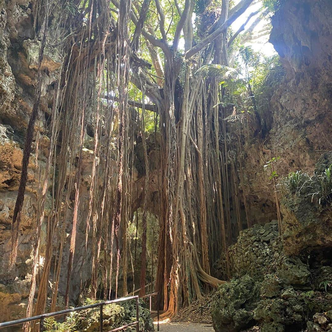 浦田直佳のインスタグラム：「. 樹齢200年くらい？のガジュマルの大木🌲✨ ガジュマルは歩く木と言われてるんだって( ᐢ˙꒳​˙ᐢ ) . #沖縄 #okinawa #沖縄旅行 #女子旅 #夏休み  #旅行好きな人と繋がりたい  #お洒落さんと繋がりたい  #フォローミー #followｍe  #看護師 #ミス慶應 #ミスコン」