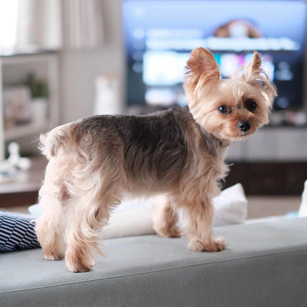 Rubyさんのインスタグラム写真 - (RubyInstagram)「🐶💬 could you kindly switch to TV from Spotify pls? I know you prefer Spotify when you work but I want to watch TV this arvo. Thanks.  Spotifyで音楽かけるのが好きなんだけど。 姫はテレビが見たくなったそうで、テレビに変えてくれませんか？と訴えてます。  ちなみにルビーのいうテレビはYouTube(かたまにワイドショーとか) YouTubeでメイクの動画つけると真剣に見てます←女子だね。ママはいつもほんとのスッピンなので女子力見習わなくては。 それにしてもYouTubeが好きなんて、る〜たんは現代っ子ですね。  #yorkie #yorkshireterrier #ヨーキー #ヨークシャテリア  #proudyorkies_feature #theyorkieway #yorkiesofficial  #animalsco #bestwoof #dogsofinstaworld #dogofthedayjp #dogscorner #east_dog_japan #Happy_Pet #inulog #inutokyo #mofmo #thedodo #todayswanko #weeklyfluff #whim_fluffy #wooftoday #いぬら部 #ふわもこ部 #スタペグラム #ペピ友 #pecoいぬ部   #tokyocameraclub#東京カメラ部 #今日もx日和」9月18日 15時07分 - ruby_the_yorkie