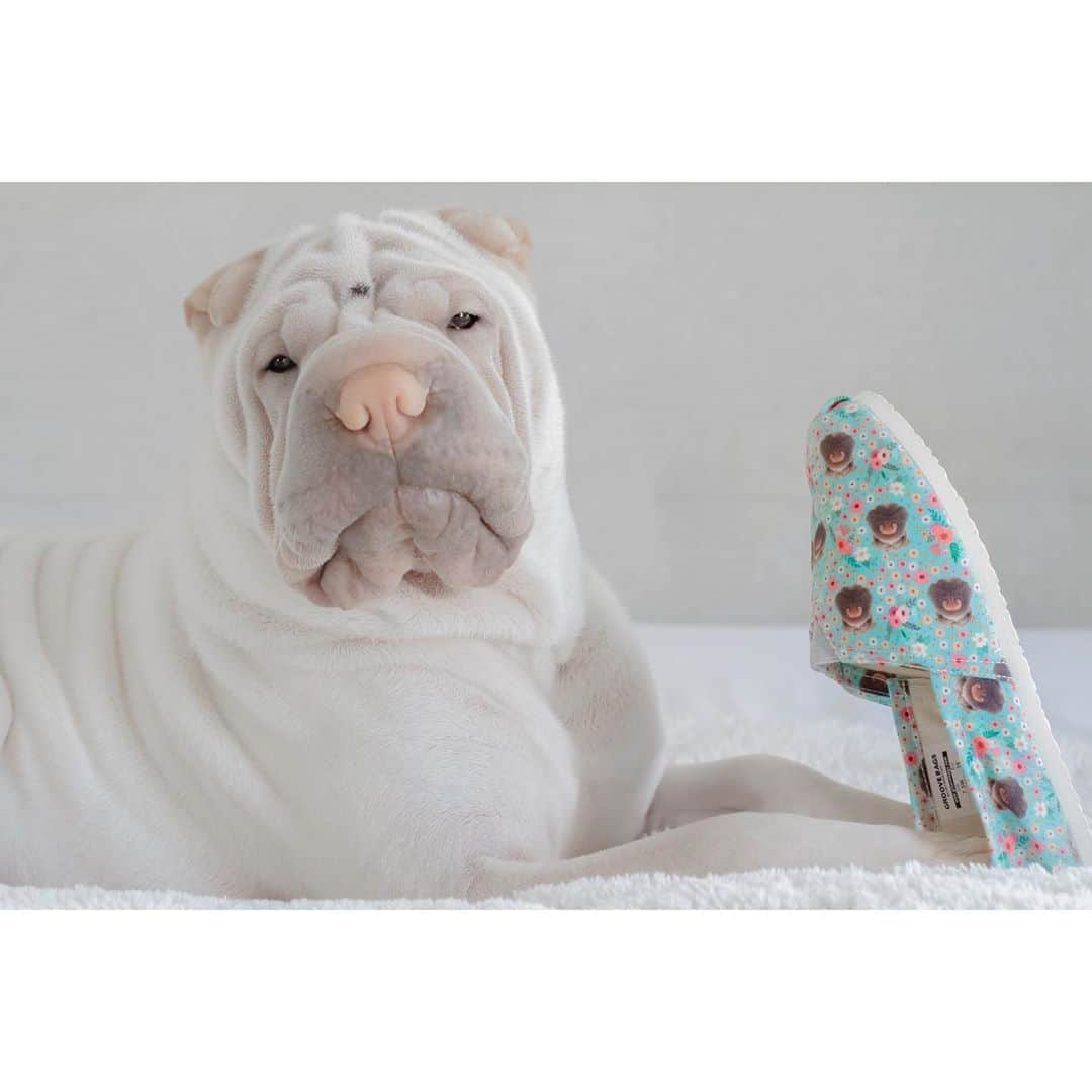 annie&pADdinGtoNさんのインスタグラム写真 - (annie&pADdinGtoNInstagram)「Sometimes when mummy’s at work I wear her shoes 🤫 #sheneverhastoknow #groovebags @groovebags #customkicks #lambington #sharpei #sharpeisofinstagram #sharpeilove #wrinkles #dog #dogs #dogsofinstagram #doglover #spotthedot #iloveyou #weeklyfluff #squishyfacecrew #instadaily if you want to make your own shoes 👉🏻 https://bit.ly/2FL5rS0」9月18日 15時22分 - anniepaddington