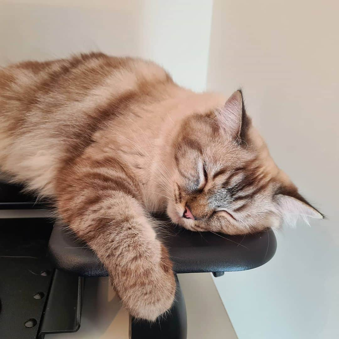 ジェニファー・ピンチズさんのインスタグラム写真 - (ジェニファー・ピンチズInstagram)「My precious girl, snuggling on my desk while I work 😍❤❤❤ #catlady #crazycatlady #ragdollsofinstagram #ragdollcatlover #ragdolllove #ragdollobsessed #ragdollcatsofinstagram #ragdollkitty #ragdolladdicted #myprecious #catlover #catscatscats #ilovemycat」9月18日 15時49分 - jennifer.pinches