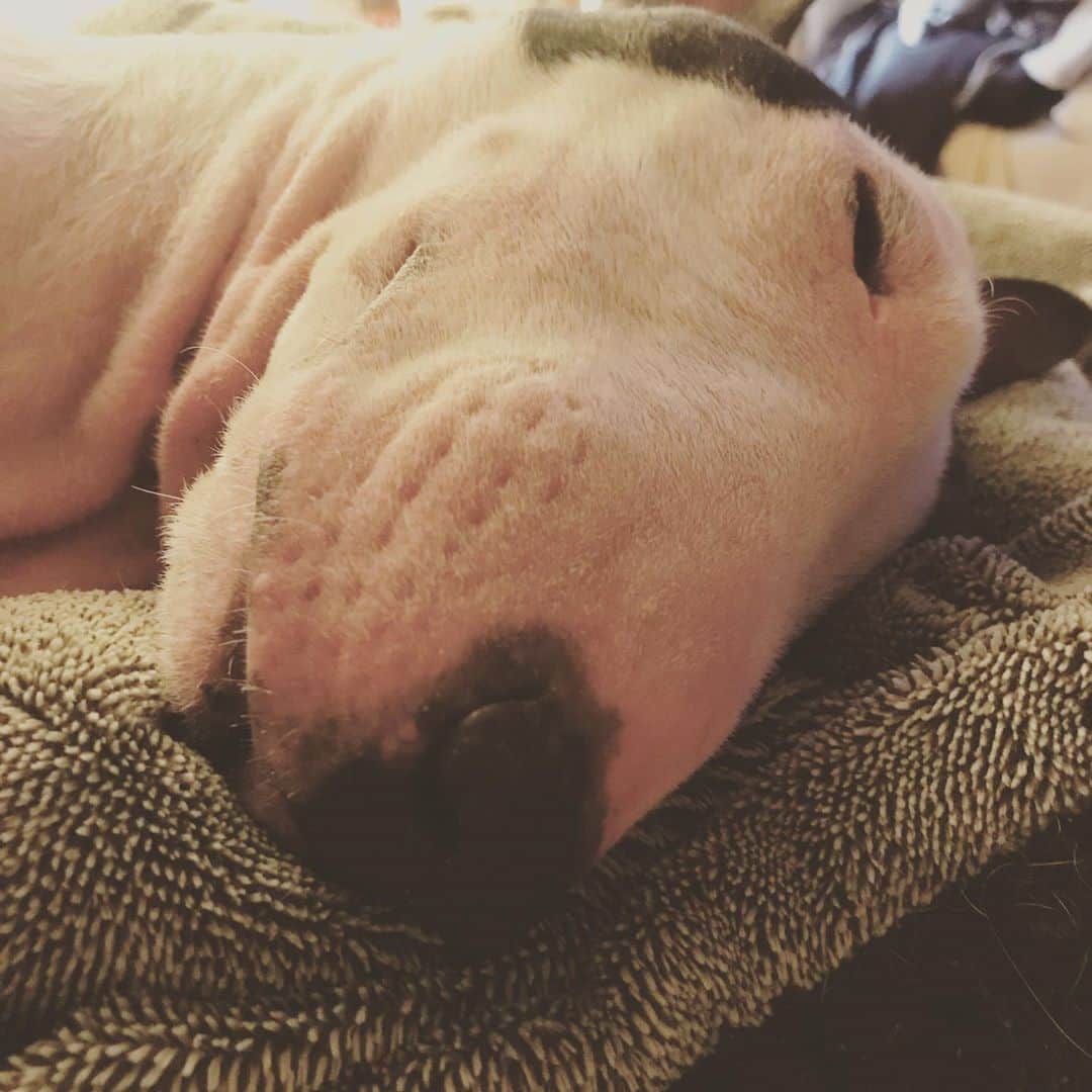 のインスタグラム：「#minituru#bull#terrier#minibullterrier#miniturubullterrier#dog#dogstagram#cute#qtaro#love#family#ミニチュア#ブルテリア#ミニチュアブルテリア#Q太郎」