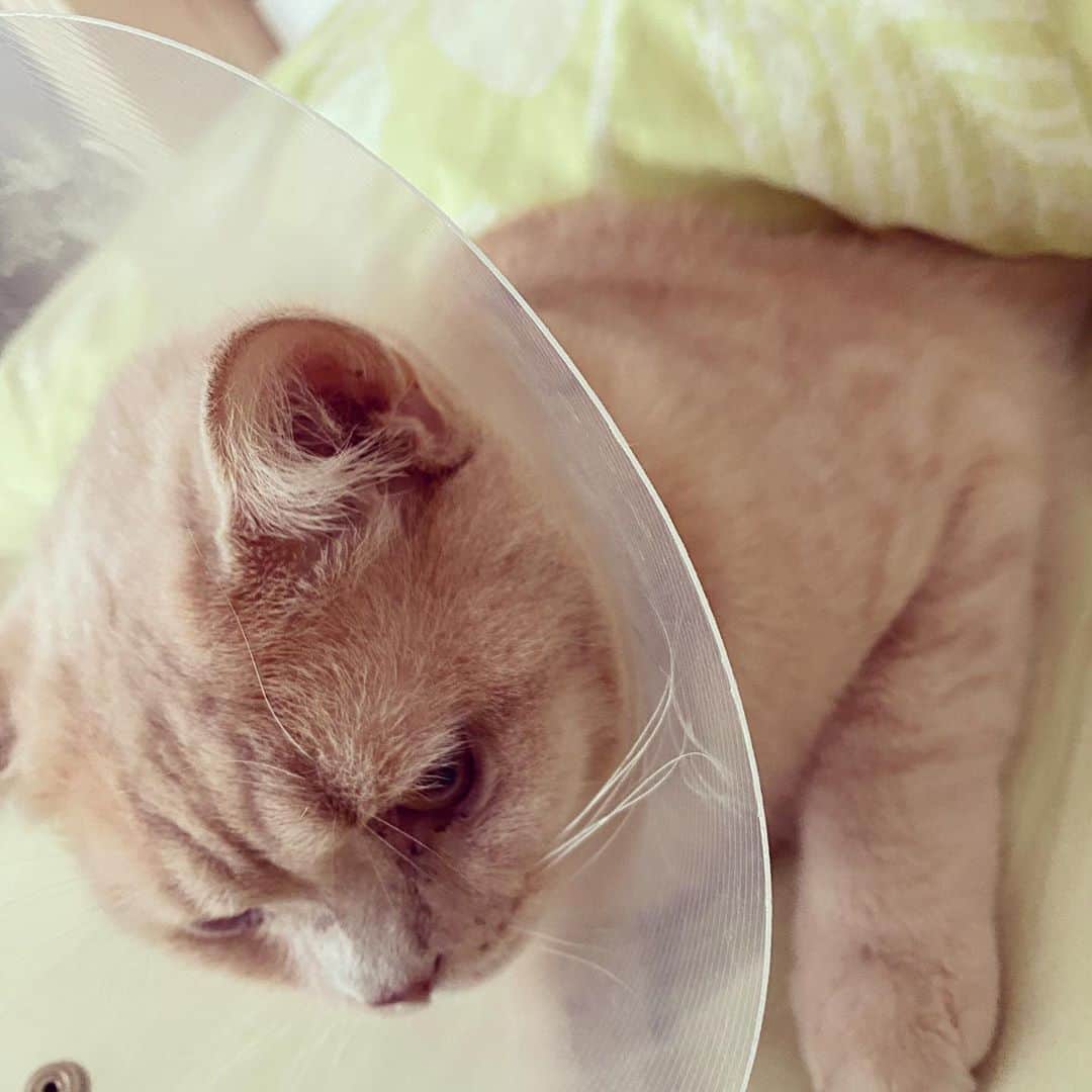 赤西涼のインスタグラム：「今朝のらいちゃん🐱💗 去勢の影響なのか涼しくなってきたからか、甘えんぼ具合が激しくなってます😂 今日帰ったらカラーはずすよー🙌💕」