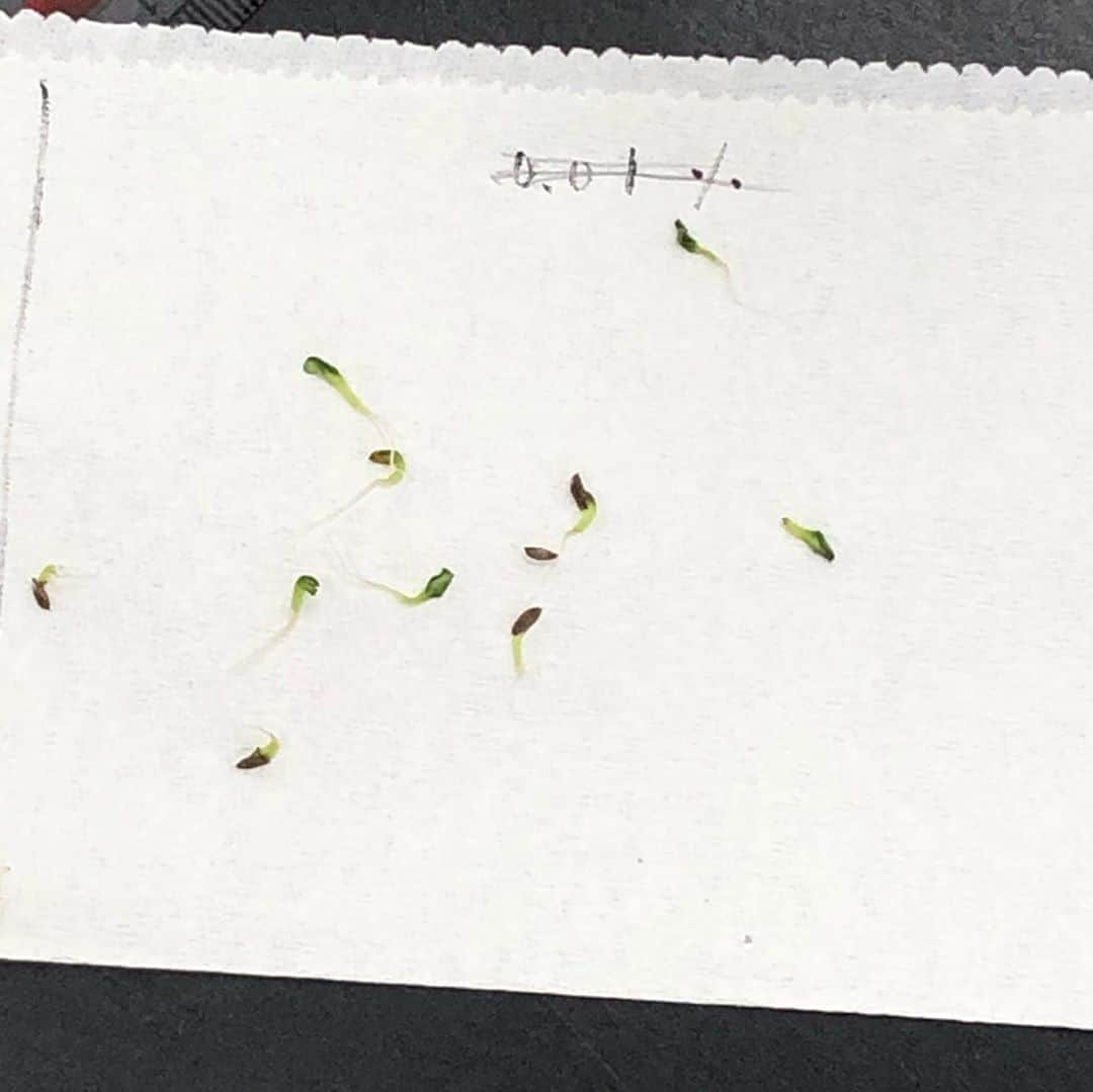 東京バイオテクノロジー専門学校さんのインスタグラム写真 - (東京バイオテクノロジー専門学校Instagram)「ブログ更新しました‼️ 植物バイオコースの《植物生理学実習》についてです🤗 ぜひ、ご覧ください✨ https://www.bio.ac.jp/archives/20253」9月18日 17時02分 - tokyobio