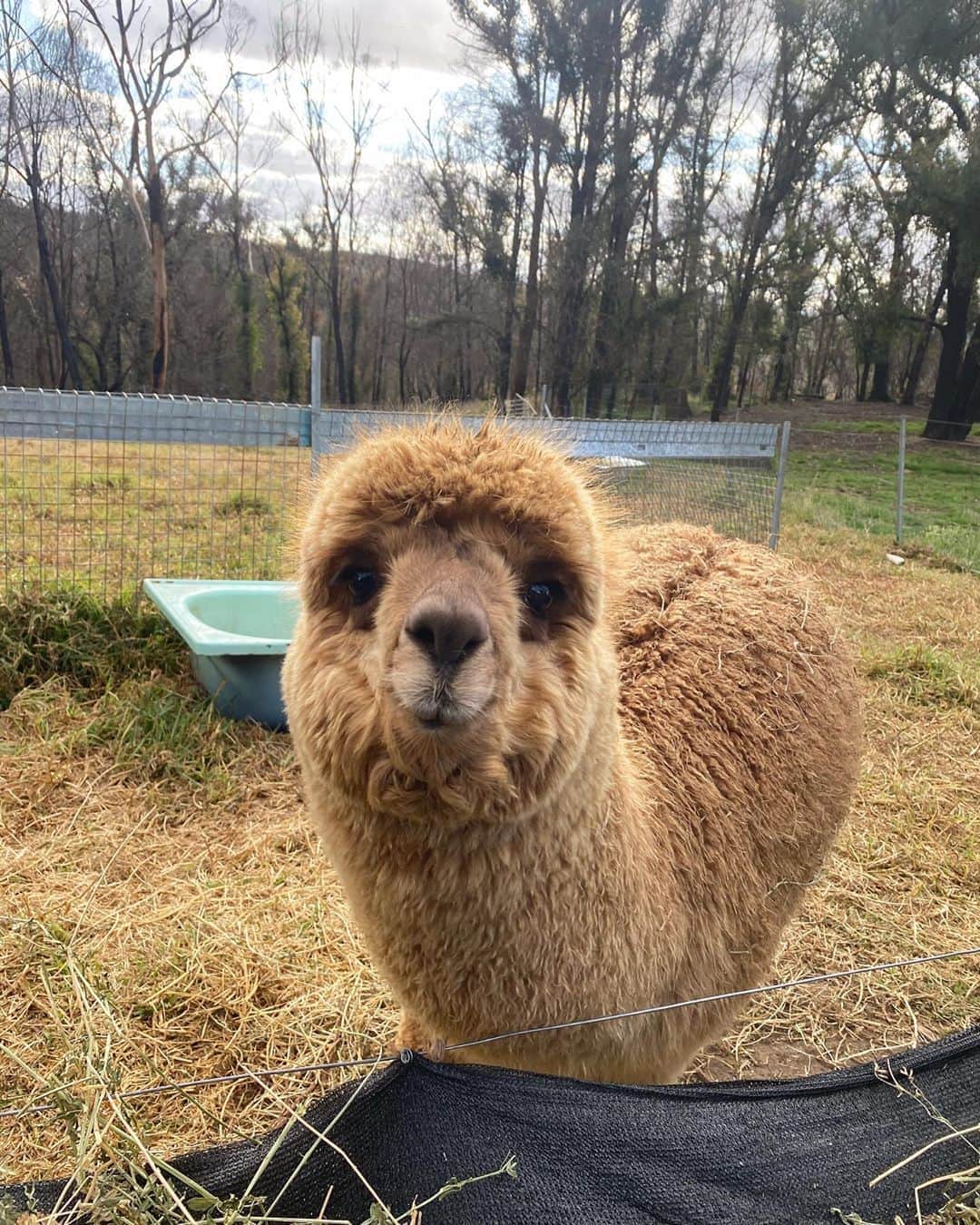 リリーマイマックのインスタグラム：「I LOVE alpacas 😭🦙 one place I am so desperate to go to is Peru!!」