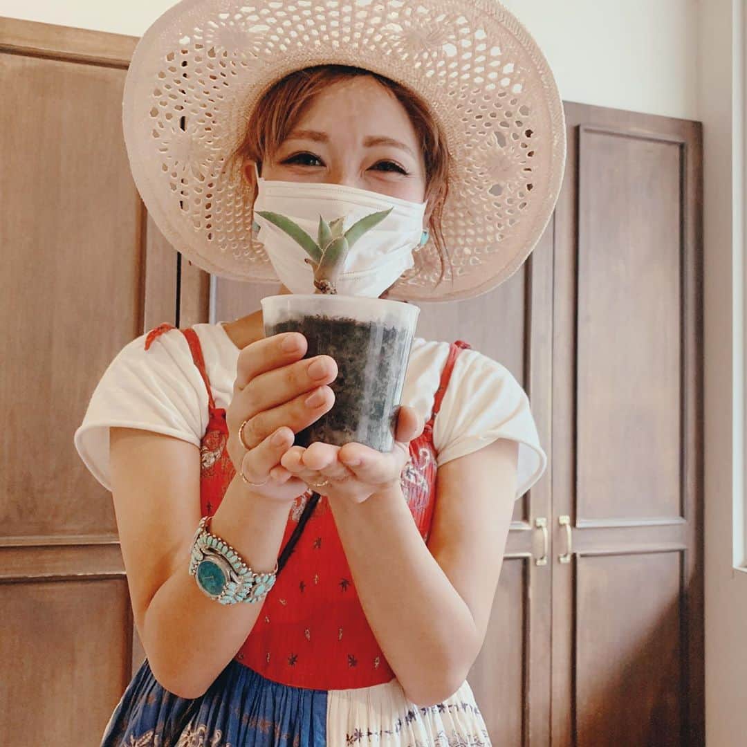 のインスタグラム：「sweetroom辻堂店のあさみさんが植物好きで、アガベを欲しい〜との事だったので  ちょうど僕が育てて増やしたのがあったので、差し上げました😌🌱  大きくなれよー✊  #観葉植物#アガベ#観葉植物のある暮らし#インテリア#美容師#美容室#植物#多肉植物」