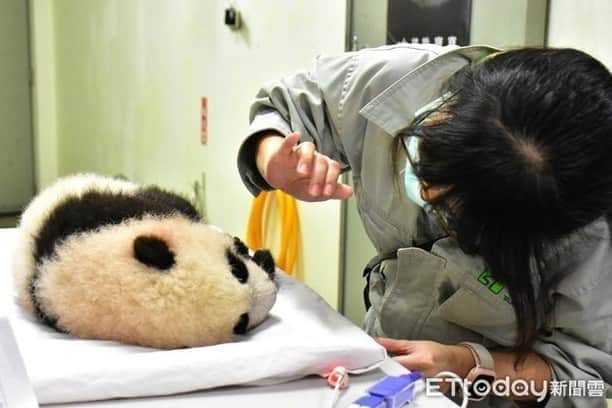 iPandaさんのインスタグラム写真 - (iPandaInstagram)「Giant panda baby Yuan Bao born at the Taipei Zoo is 82 days old and weighs about 4.9 kg now, and she finally begins to react to sounds from the outside world. She seems to be very curious about the sound coming from the rattle-drum in her breeder’s hand. Averagely a giant panda baby begins to react to sounds at around 75 days old. (Photo credit: Taipei Zoo; special thank to ETtoday) 🐼 🐼 🐼 #Panda #iPanda #Cute #PandaNews #CCRCGP #FriendshipMessenger #PandaPic #HowGiantPandasGrowUp」9月18日 17時26分 - ipandachannel