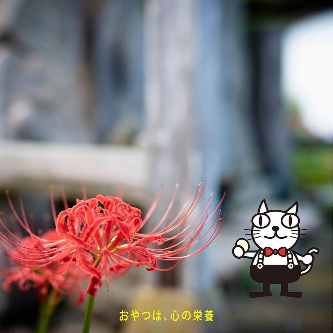 西盛屋さんのインスタグラム写真 - (西盛屋Instagram)「ティーーータイムに季節限定「お彼岸まんじゅう」 ・ お彼岸の時期にのみ販売する「お彼岸まんじゅう」は、こし餡の小麦まんじゅうです。9月18日（金）より西盛屋直営店で販売いたします。  昔の人々が仏前にお供えする習慣として生まれた「お彼岸まんじゅう」は、年に2回販売される季節限定まんじゅう。昔ながらの小麦まんじゅうならではの味が私は大好きです。コーヒーといっしょにいただきます。 ・ @nishimoriya248 #西盛屋 #彼岸まんじゅう #まんじゅう #秋分の日#おやつは心の栄養#ティータイム #新潟 #新潟市 #長岡 #越路 #nishimoriya #niigata #nagaoka #koshijime」9月18日 17時37分 - nishimoriya248