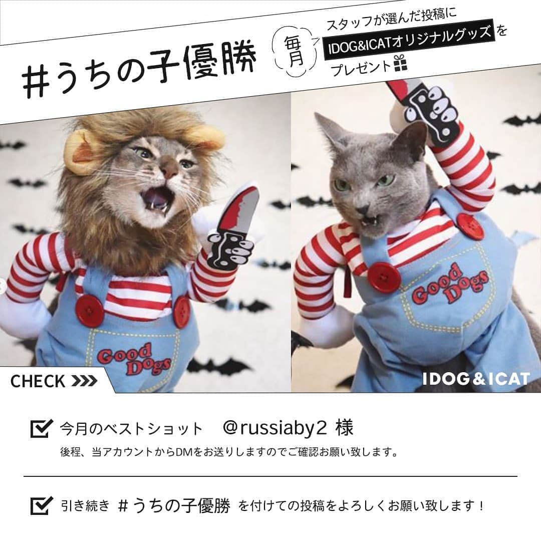 iDog&iCatのインスタグラム