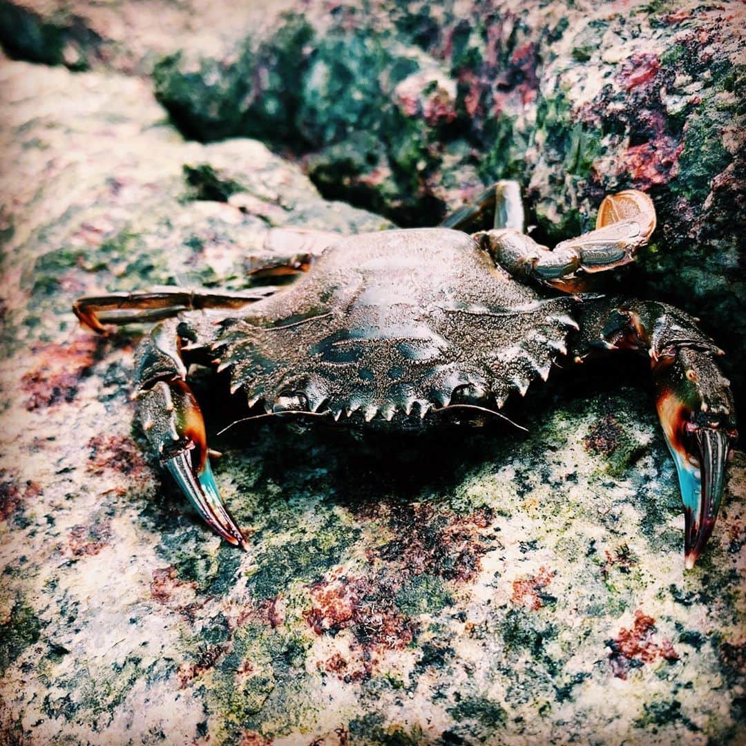 長沢裕さんのインスタグラム写真 - (長沢裕Instagram)「福島県の浜通り北部にある相馬市。 初日の出も感動的な相馬市。 初のカニ釣りが楽しすぎてあと三時間はやりたかった。 #童心#相馬市 #笠岩公園#人工磯#カニ釣り #ヨジデス#ゆうゆう紀行#10月放送予定#福島」9月18日 23時27分 - nagasawa_yu