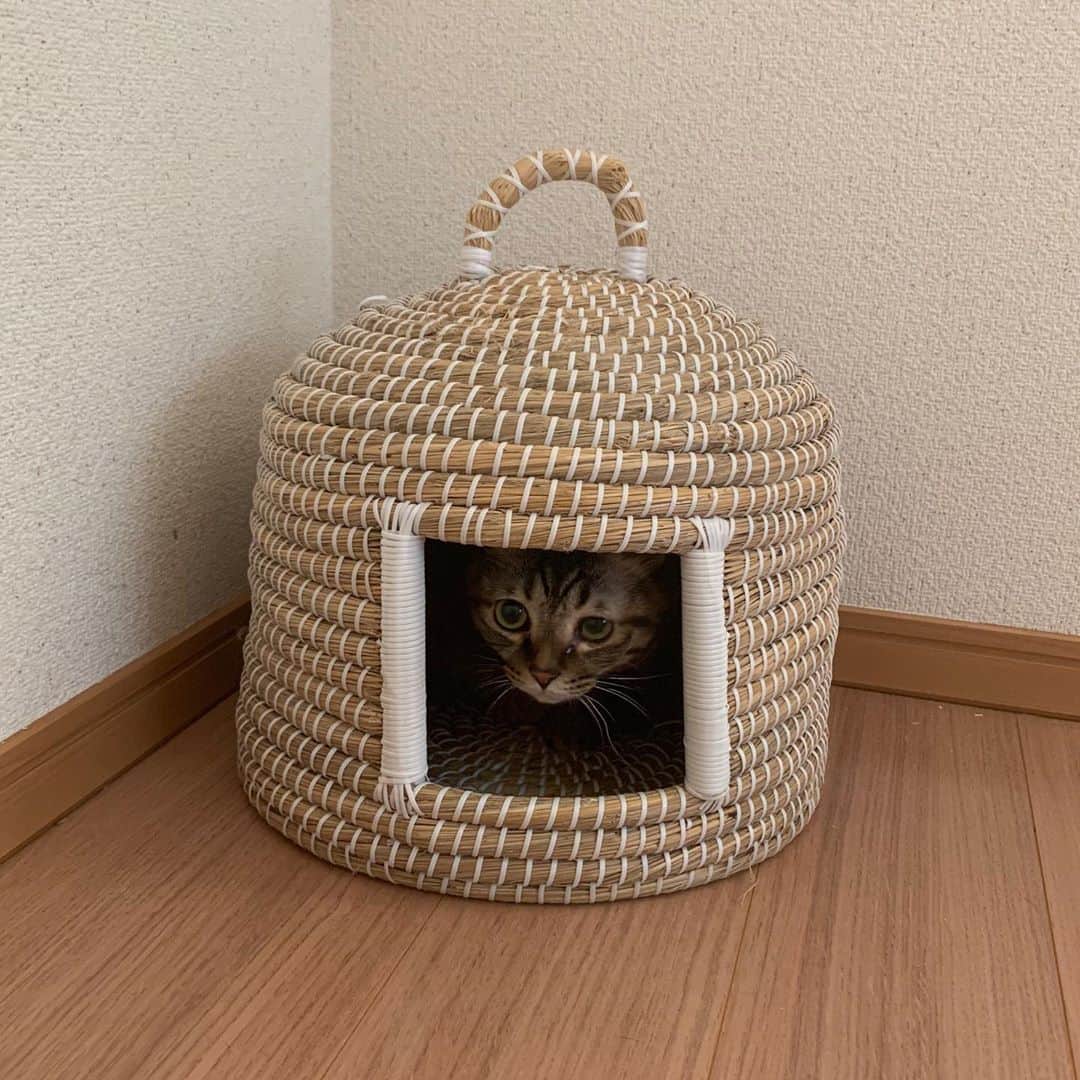 竹崎由佳さんのインスタグラム写真 - (竹崎由佳Instagram)「★﻿ 夏休みのため、今日明日のSPORTSウォッチャーを お休みします🌸﻿ STAYHOMEでおうち時間を楽しみます☺︎ ﻿来週から、またよろしくお願いします。  #実家の猫さまはずっとSTAYHOME」9月18日 18時22分 - yuka__takezaki