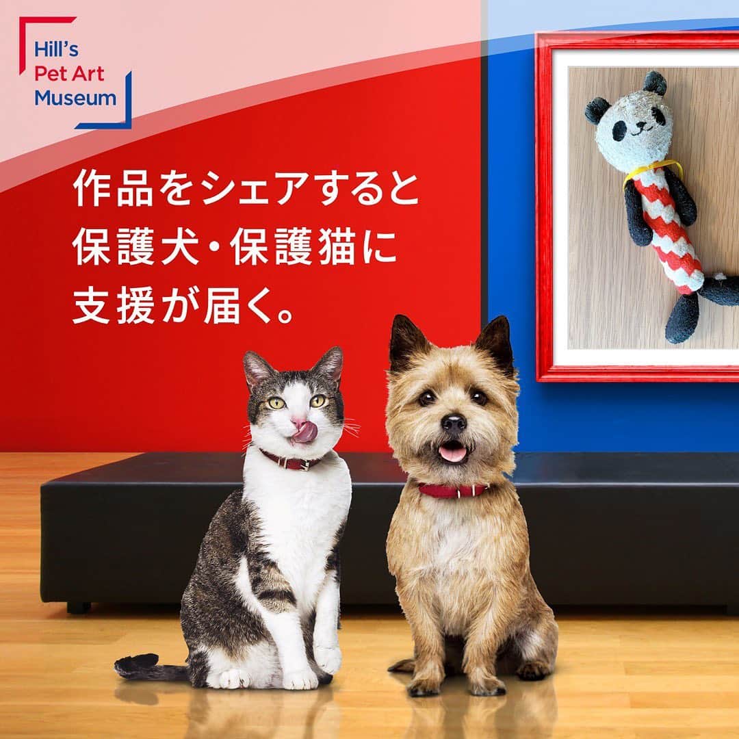 nocoaさんのインスタグラム写真 - (nocoaInstagram)「． 9月20日から動物愛護週間ですね🙋🏻‍♀️ 我が家は全員保護ニャンですが、今回はおソナのお話です😊 ソナは三ヶ月くらいのときに我が家にやってきたのですが、それはそれはヤンチャで（女の子なのに😭）ちびっこギャングって呼ぶくらいヤンチャでした。先輩猫のノアとココが血便をするほど…何とか対策をしてソナも落ち着いてきて一歳半くらいになった頃、ミロを迎えることに。すると、ミロが来た日からソナはミロのお世話をするようになったんです。あのギャングは何処へ❓毛繕いをしたり、本当に優しく接していました。小さいミロを心配してミロが行く所へいつもついて行っていました。 守りたい存在ができるとこんなに変わるもんなだなと驚きました。猫たちに教わることって本当にたくさんあるなと改めて感じました✨  さてさて、1投稿あたり100円が保護施設に寄付される　@hillspet_japan さんの企画ですが、みなさんもう投稿しましたか😊⁉️ぜひ参加してくださいね💕  うちの猫たちもヒルズモリモリ食べてます！ たくさんの保護猫たちが幸せになりますように✨👏✨ 詳しくはヒルズさんのミュージアムサイトから🙋🏻‍♀️✨  #ヒルズペットアートミュージアム #ヒルズペット #ヒルズビッグラブ #pr #ソナ母」9月18日 18時26分 - nocoa2525