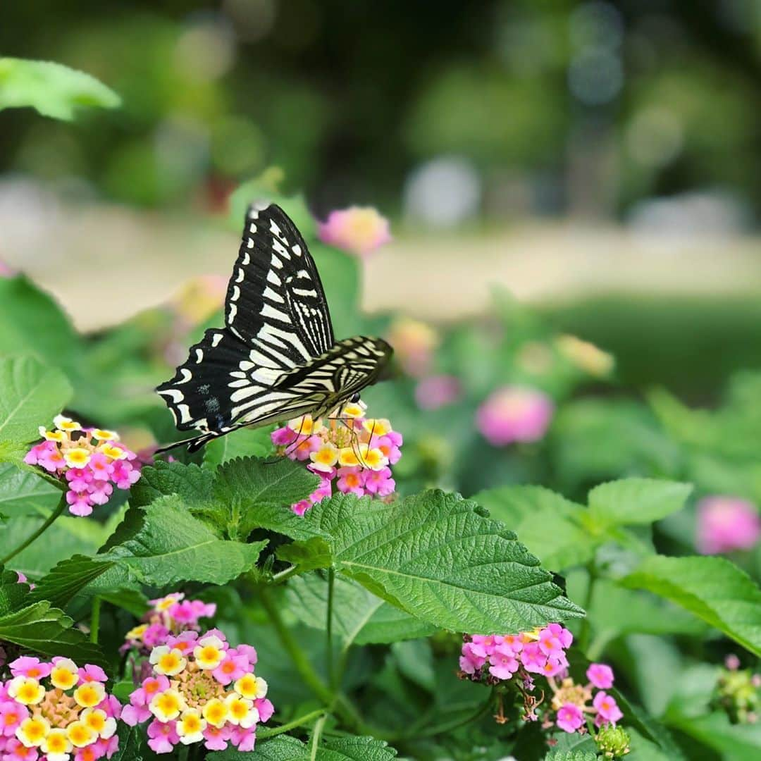 RYO the SKYWALKERさんのインスタグラム写真 - (RYO the SKYWALKERInstagram)「近所の公園やけど、この花の形面白いよね🌸  この日はやたら蝶に懐かれた #おととい」9月18日 18時43分 - rsw