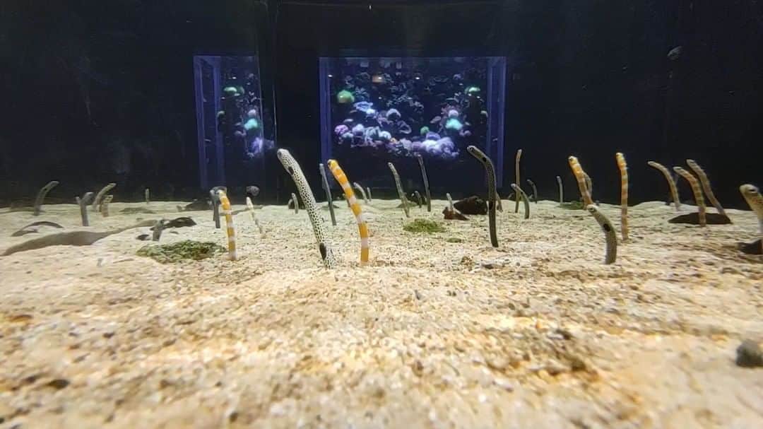 Be.okinawaのインスタグラム：「Spotted garden eels are found in the open sea of Okinawa. They are so cute that sometimes we forget the time just by watching them. They are very popular at aquariums. Sometimes they’ll have a territorial battle and will get all tangled up with each other. Such adorable postures captivate us even more!  You may be surprised to hear that they grow up to 40 cm. They have a habit of flocking and facing the same direction when they try to catch zooplankton.  You can meet natural spotted garden eels at popular diving spots such as in Onna Village, Minna Island and the Kerama Islands.  📍: DMM Kariyushi Aquarium  Hold on a little bit longer until the day we can welcome you! Experience the charm of Okinawa at home for now! #okinawaathome #staysafe  Tag your own photos from your past memories in Okinawa with #visitokinawa / #beokinawa to give us permission to repost!  #チンアナゴ #spottedgardeneel #찐아나고 #水族館 #Aquarium #수족관 #diving #다이빙  #okinawa #okinawajapan #okinawaonly #japan #ig_japan #japan_of_insta #instagood #instatravel #travel #travelgram #traveling #traveldeeper #landscape_lovers #wonderfulworld #wonderful_places #awesomeearth #okinawatrip #okinawaphoto」