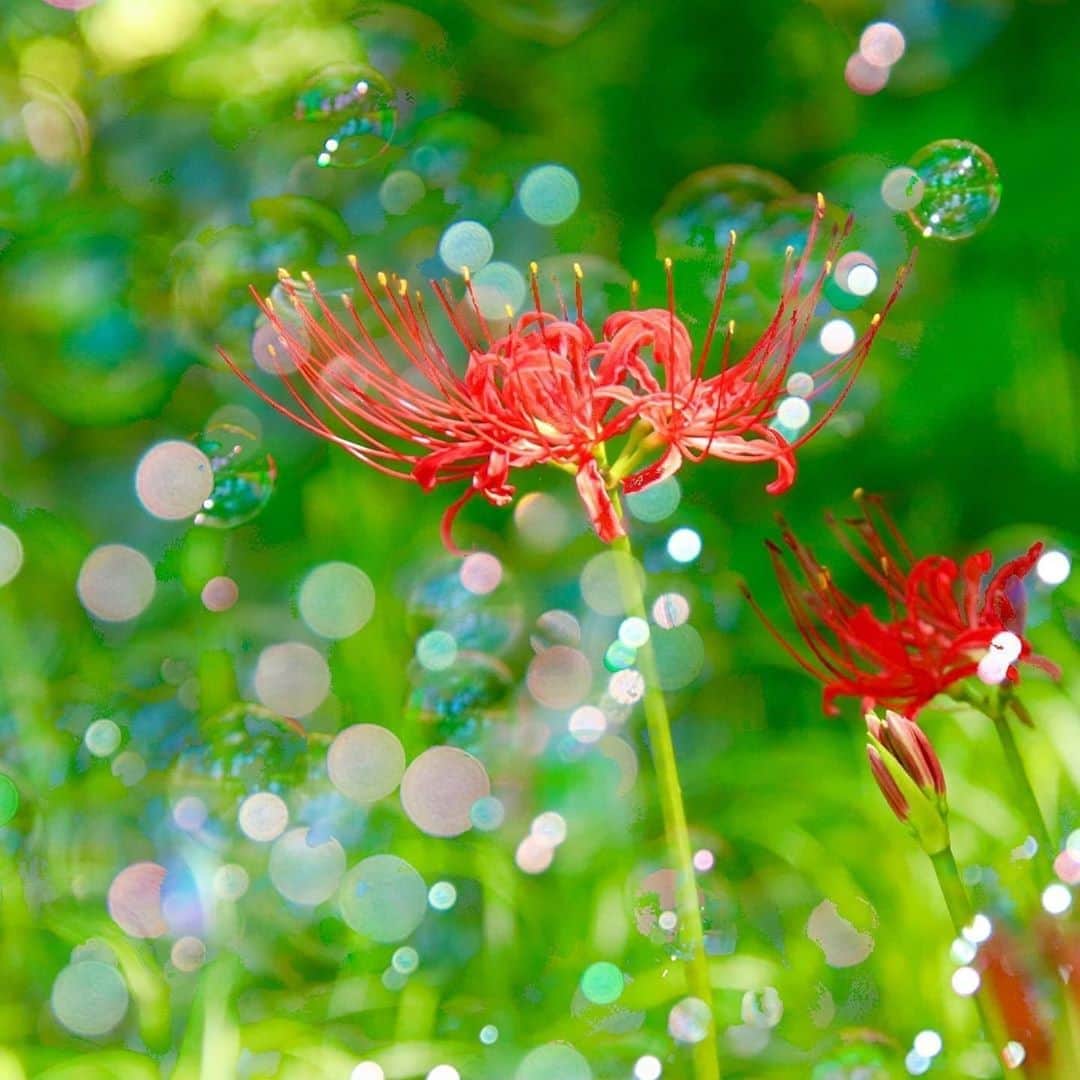 花の写真館のインスタグラム：「Photo by @petit_kota.⠀ https://instagram.com/petit_kota/⠀ .⠀ Original Post[投稿いただいたURL]⠀ https://www.instagram.com/p/B2q0bkognwJ/⠀ .⠀ 本アカウントは、 #私の花の写真 をつけてInstagramに投稿された皆さまの花の写真や、「花の写真館」Facebookページで投稿された花の写真を紹介します。⠀ 「花の写真館」Facebookページは、「 @floral.photograph 」のプロフィールにあるURLからご覧ください。⠀ .⠀ ※各自、政府、自治体など公的機関の指示に従った行動をお願いします。⠀⠀ 東京カメラ部および分室では、写真を「見る楽しみ」を提供することを通して、微力ながら皆様にわずかな時間でも癒しをお届けしたいと思っております。⠀ ※本アカウントは東京カメラ部がFacebook、Instagramのサービスを利用して運営しているもので、Facebook社・Instagramとは一切関係ありません。⠀ .⠀ #花の写真館 #floralphotograph #floralphoto #flower #flowers⠀ Follow: @floral.photograph」