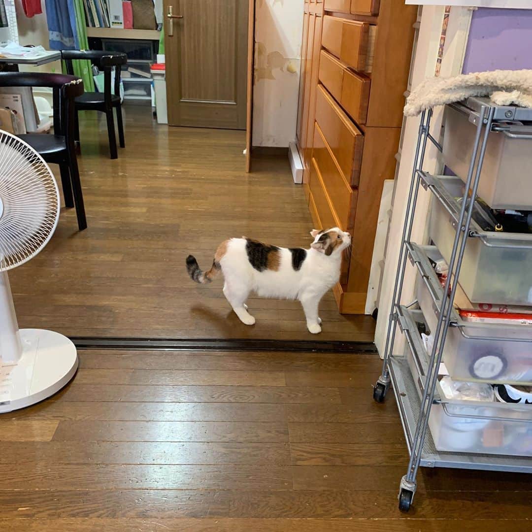 Kachimo Yoshimatsuさんのインスタグラム写真 - (Kachimo YoshimatsuInstagram)「おそるおそるLiving Quest2 #うちの猫ら #mikeko #livingquest2  #猫 #ねこ #cat #ネコ #catstagram #ネコ部 http://kachimo.exblog.jp」9月18日 19時50分 - kachimo