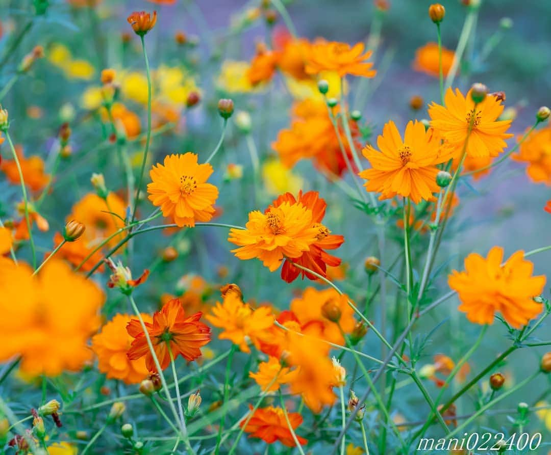 mani022400のインスタグラム：「. 18 Sep. 2020 . . こんばんはー🌸🌺🌹✨  . . location:Tokyo camera:a7r3 lens:Sony135GM . . .  🌺🌺🌺🌷🌷🌷🌹🌹🌹🌸🌸🌸 ご訪問ありがとうございます🙇 . お花以外の写真は サブアカウントにポストしています。 良かったら、覗いてください🙇🙇 ⬇️⬇️⬇️ @mani0224000   . 🌺🌺🌺🌷🌷🌷🌹🌹🌹🌸🌸🌸 . . . . . 🔷🔷🔷🔷🔷🔷🔷🔷🔷 thanks_dear_yui  discoverwithalpha ﻿ japan_ilc﻿  a7rm3 ﻿ sel135f18gm  sel55f18z  #カメラ好きな人と繋がりたい  #flower  #花 #flowers   #写真好きな人と繋がりたい love_bestjapan  serahana #ファインダー越しの私の世界    #花のある暮らし  #bns_lite #eclecticshow #explore_floral . #9vaga9  9Vaga_Rose9  9vaga_3flowers9  #floristsandflowers #ip_for_blossoms_vip  #fabulous_shots ig_flowers #ponyfony_flowers #meiko_flora_member meiko_roses  #myheartinshots #la_flowers #rainbow_petals #top_favourite_flowers  #quintaflower #inspiring_shot #phx_flowers dreaming_in_macro #j_flower_shots flower_special_legend　nature_special_legend  #ind_flowers #tv_flowers　　 #best_mmf_vipday  #best_beauty_flora_  9vaga_flowersart9 #ptk_flowers #fleur_noblesse_m  .」