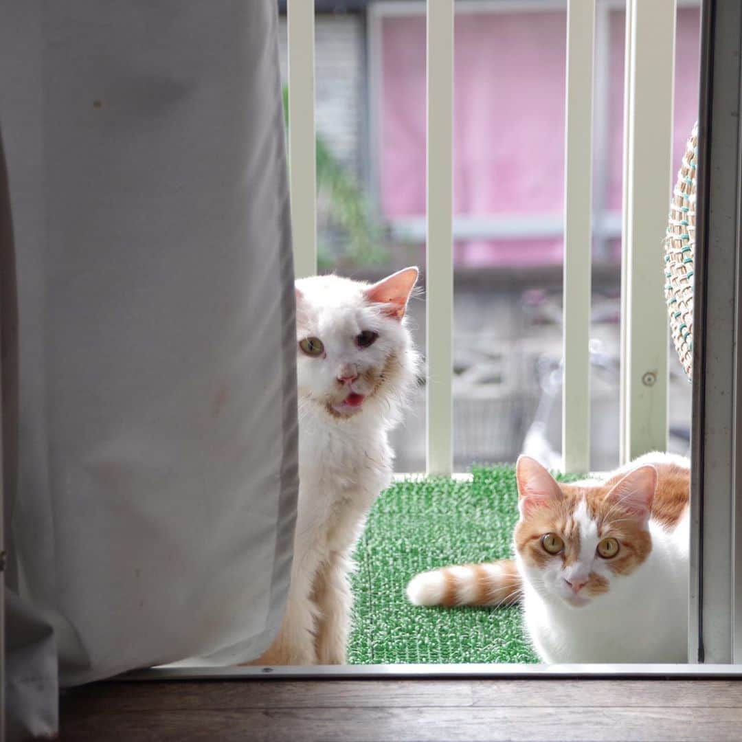 Kachimo Yoshimatsuさんのインスタグラム写真 - (Kachimo YoshimatsuInstagram)「ナオさんのアゴ拭きを避けようと避難するおかきと付き合うおいなりちゃん。 #うちの猫ら #okaki #oinari #猫 #ねこ #cat #ネコ #catstagram #ネコ部 http://kachimo.exblog.jp」9月18日 19時58分 - kachimo