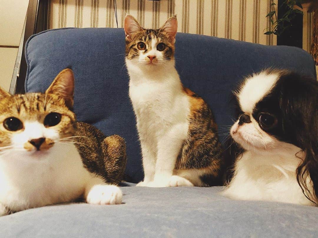 juntowaさんのインスタグラム写真 - (juntowaInstagram)「なんか会議してるな。#犬と猫#会議中」9月18日 19時59分 - juntowa