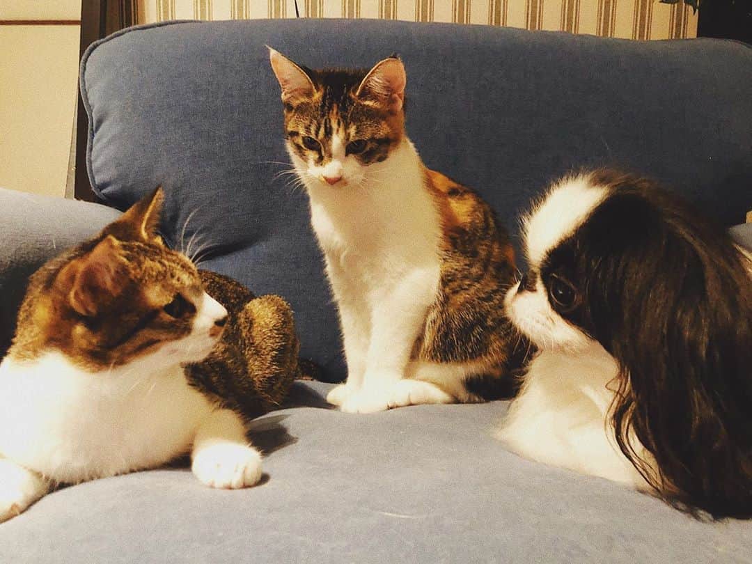 juntowaのインスタグラム：「なんか会議してるな。#犬と猫#会議中」