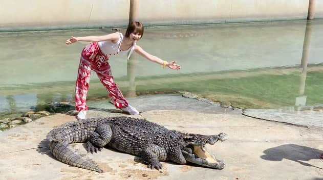 高松雪乃さんのインスタグラム写真 - (高松雪乃Instagram)「クロコダイルファームのショーのワニちゃん。サイズ伝わるかな？✴︎ YouTubeの方に動画も近々載せます🐊  #クロコダイルファーム　#ワニ　#鰐　#爬虫類　#爬虫類女子　#タイ　#crocodile #crocodilefarm #thailand」9月18日 20時04分 - yukinotakamatsu