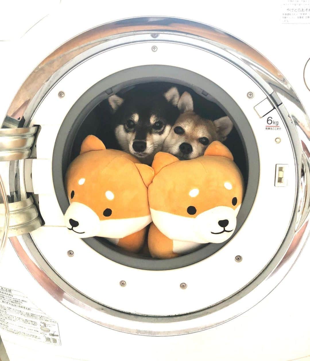 豆柴なつ&ふゆのインスタグラム