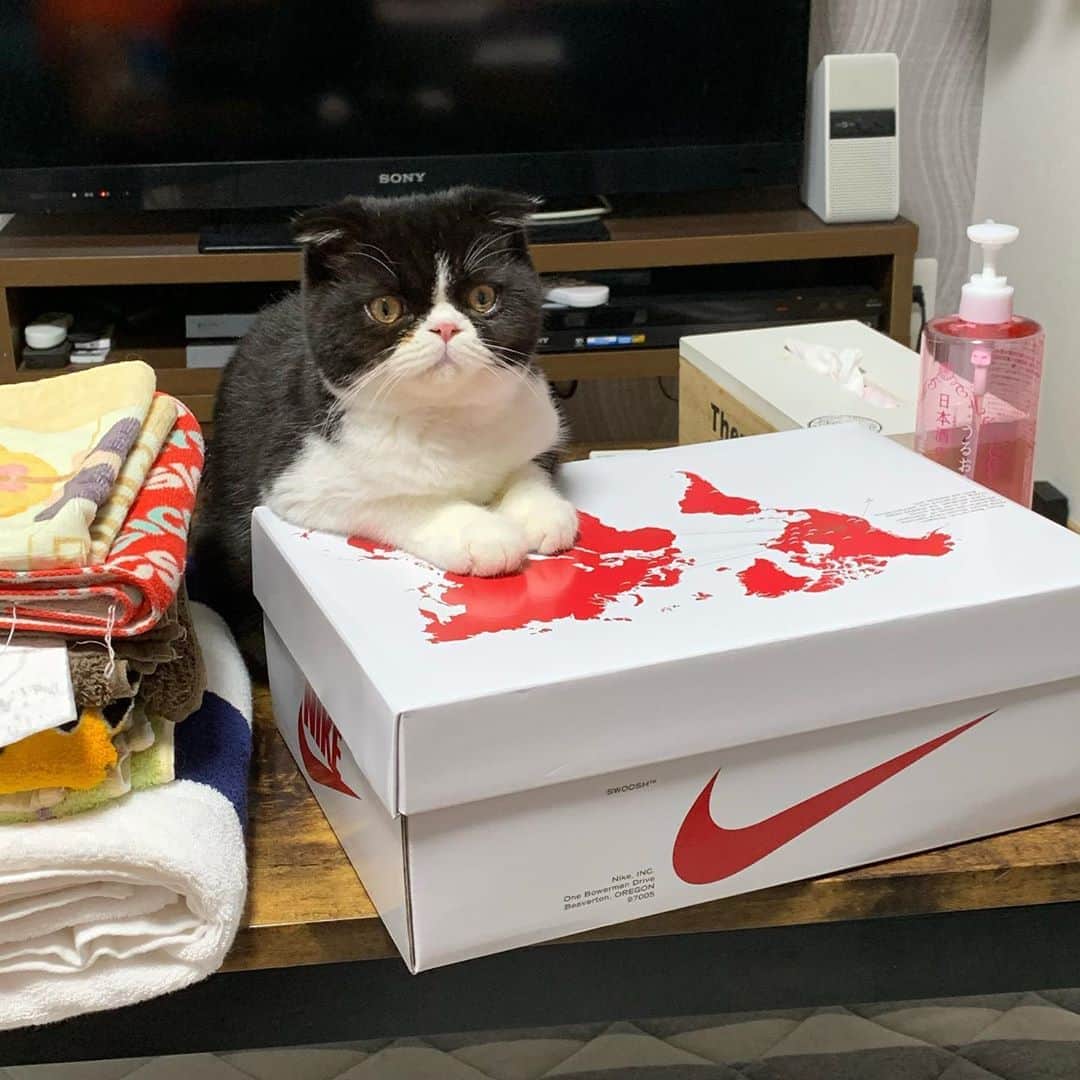 池田真一のインスタグラム：「実はちょっと前に家族が増えました！ 名前は『ハチべぇ』 顔が八割れなので！  どうぞ可愛がったってください！」