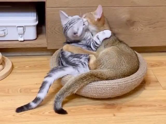 PECOねこ部のインスタグラム