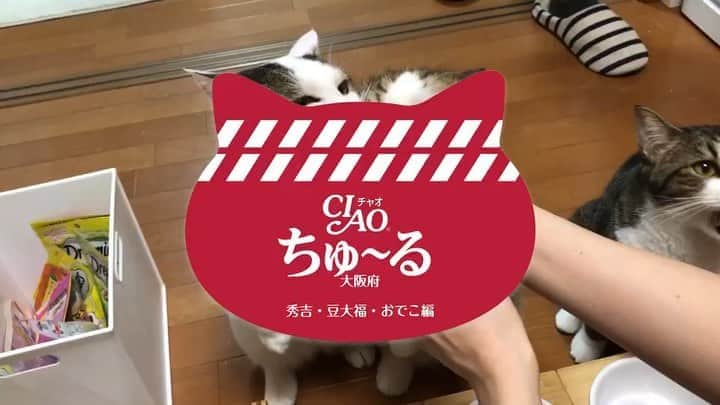 ひのき猫のインスタグラム