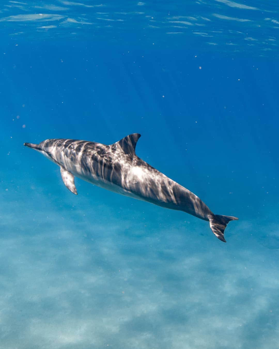 And Youさんのインスタグラム写真 - (And YouInstagram)「The water has been soo clear! ​. ​. ​. ​. ​. ​. ​. ​. ​. ​. ​. ​. ​. ​. ​. ​#hawaii #dolphins #sealife #oceanlife #underwaterphotography #oahulife #nimar #hawaiivacation」9月19日 8時34分 - dolphinsandyou