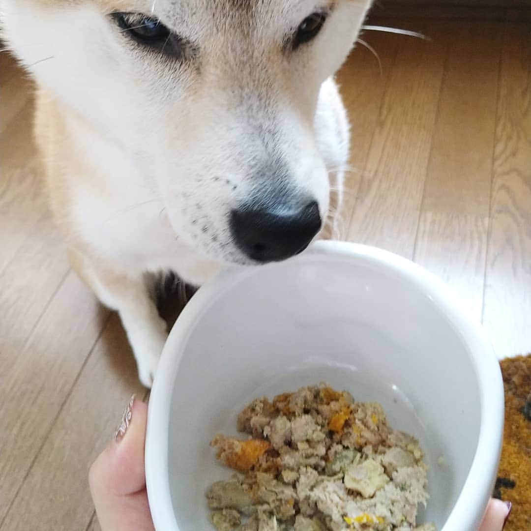 柴犬⭐️サスケのインスタグラム：「おはわん #朝食#ココグルメ#ココグルメポーク#ポーク#完食#すごい勢い#目がマヂ#美味しそう#次はチキン#朝ごはん#茶助#柴#柴北会 #柴犬#赤柴#ふわもこ部 #わんだフォ#cocoライフ#ココグルメキッチン @coco_gourmet_official  さんのワンちゃんご飯 美味しかったのでしょう…目がマヂですね…ペロっと完食😋😋見た目も美味しそう🤤🤤🤤」