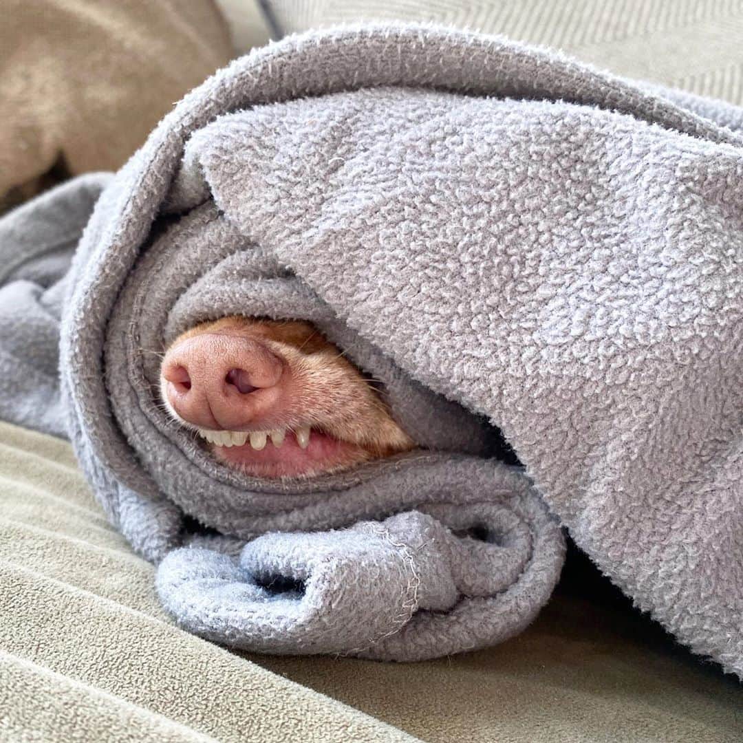 Tuna {breed:chiweenie} さんのインスタグラム写真 - (Tuna {breed:chiweenie} Instagram)「His plans got cancelled tonight so now he has nothing to do, but don’t be fooled. He’s elated over that. #thereisnoplacehedratherbe」9月19日 7時41分 - tunameltsmyheart