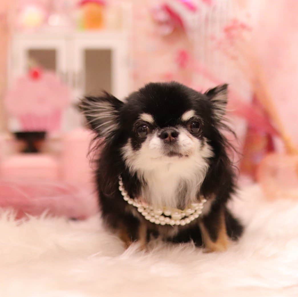 kayoのインスタグラム：「* * * めろめろ 丸くなり過ぎ😂 * * 体重増加が止まりません💦 * * Melon💗 * * #chihuahua#chihuahualove#dogstgram#dog#instadog#チワワ#チワワ大好き#チワワのいる暮らし * * *」