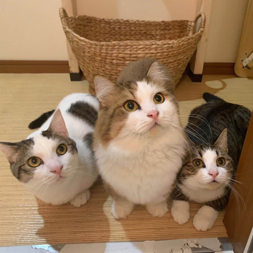 ひのき猫さんのインスタグラム写真 - (ひのき猫Instagram)「お風呂掃除見守り隊のレギュラーメンバーです(^^)  カレンダー候補に上がってましたがボツになったので、ここで。  ・ ・ ・ #仲良しトリオ #ひのき猫 #ねこ #かわいいねこ #お風呂掃除見守り隊 #猫部 #猫のいる生活 #cat #catstagram #cutecat」9月19日 8時18分 - hinoki.cute.kitten