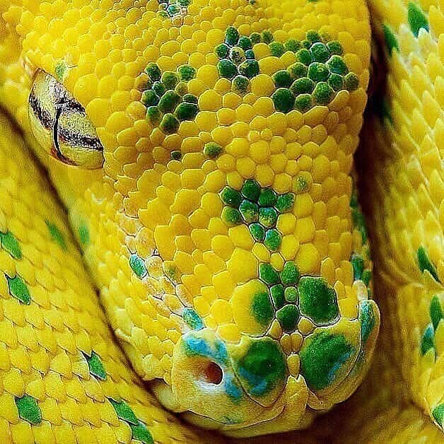 WildLifeさんのインスタグラム写真 - (WildLifeInstagram)「Lemon Lime Green Tree Python . . Credit @chondrogarden  . .  #ballpython #ballpythons #ballpythonsofig #ballpythonmorph #ballpythonbreeder #chondro #greentreepython #ballpythonsofinstagram #snake #snakes #snakesofinstagram #snakesofig #snakelove #snakelover #reptile #reptiles #reptilesofinstagram #reptilelove #reptilekeeper #reptilelover #reptileofinstagram #animal #animals #animalkingdom #pet #pets #petsofinstagram」9月19日 8時21分 - wildlifepage