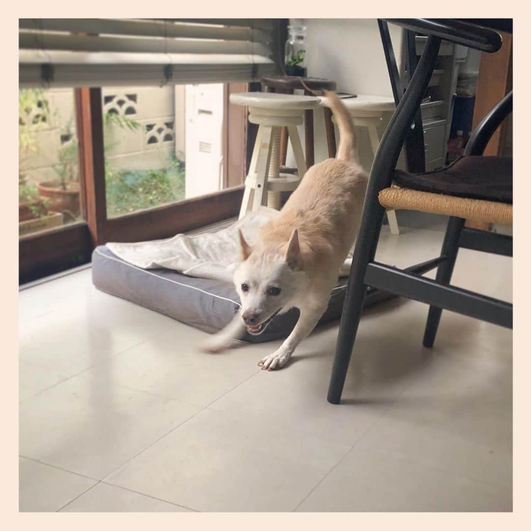 パンといっぴきのインスタグラム：「今日はこっちまわりで。  #元保護犬 #雑種犬 #crossbreed #mixdog #キップル14歳　#走る犬」