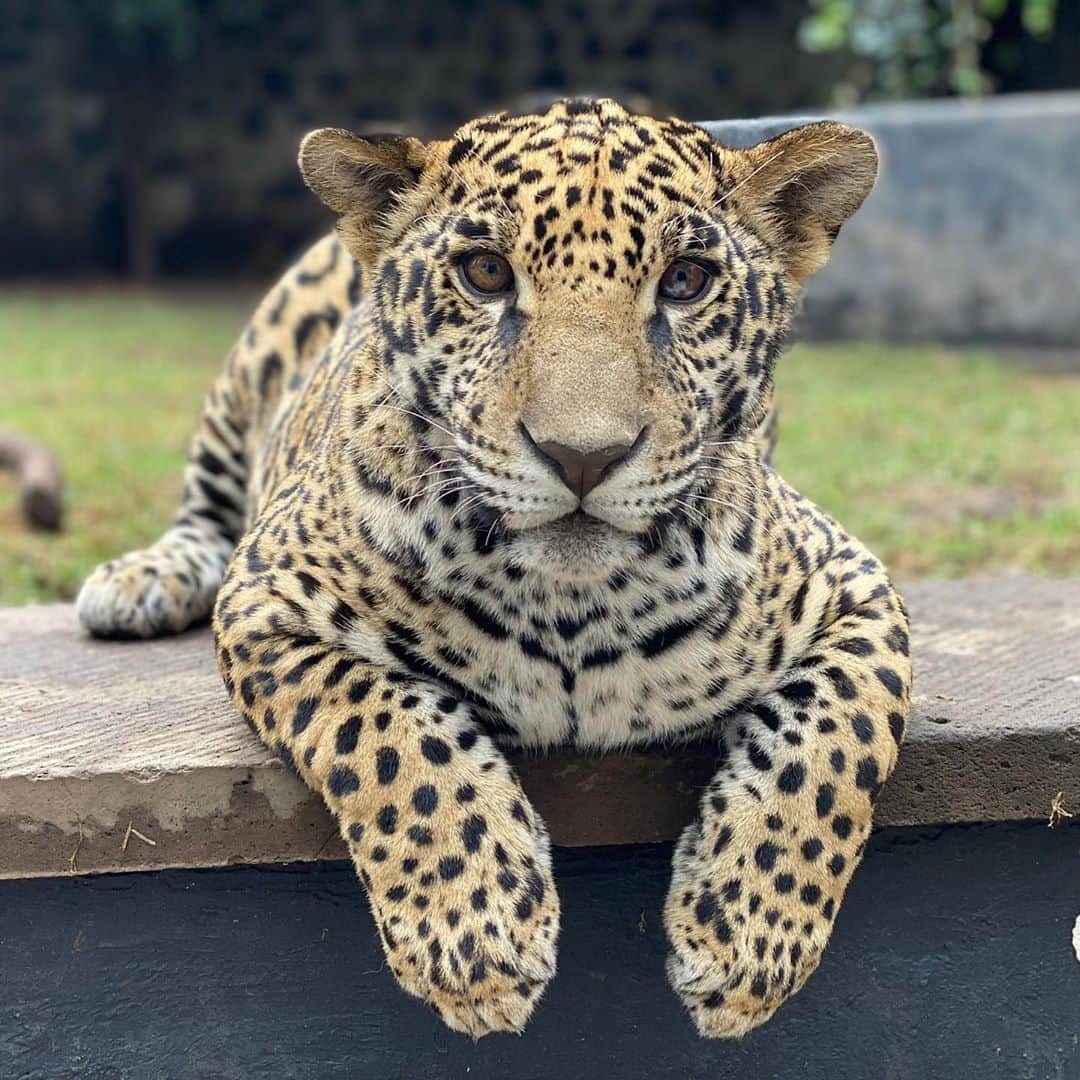 Black Jaguar-White Tiger さんのインスタグラム写真 - (Black Jaguar-White Tiger Instagram)「#BJWTGuacamole :)」9月19日 8時26分 - blackjaguarwhitetiger
