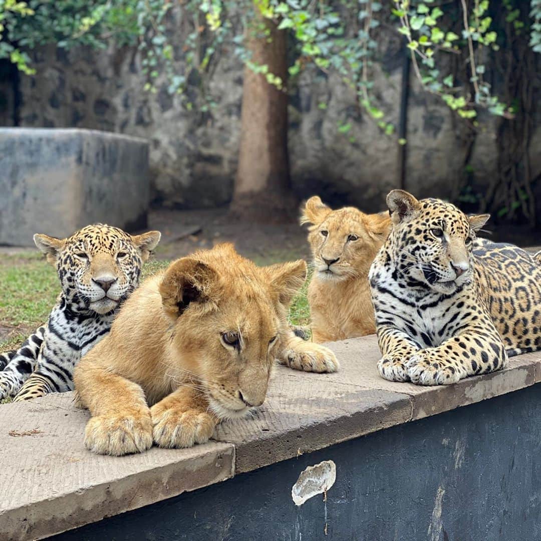 Black Jaguar-White Tiger さんのインスタグラム写真 - (Black Jaguar-White Tiger Instagram)「#BJWTGuacamole :)」9月19日 8時26分 - blackjaguarwhitetiger
