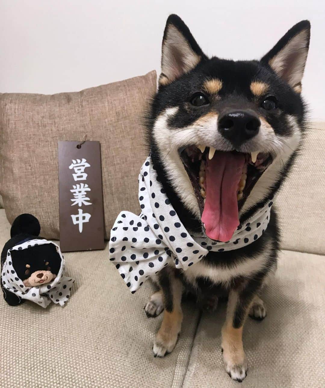 まめ丸のインスタグラム：「* * 【 金曜日の #居酒屋まめ丸 🐶🍺】 * 今週も1週間、おつかれさま🐶💓 * 【Taverna“MAMEMARU”🐶🍺】 TGIF🐶🍺💓 * #おひさしぶりのバイトくん #店長手ぬぐいとれちゃってますよ * #柴犬#豆柴#柴#黒柴#黒豆柴#犬#しばいぬ#shiba#shibainu#shibastagram#shibadog#shibapuppy#puppy#instadog#dogstagram#dog#instashiba#petstagram#pet#cute#cutedog#강아지#멍스타그램#weeklyfluff#dailyfluff」