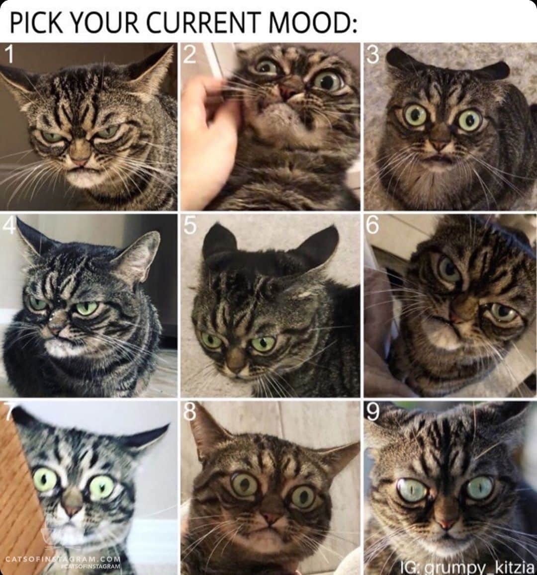 Cats of Instagramさんのインスタグラム写真 - (Cats of InstagramInstagram)「From @grumpy_kitzia: “What’s your mood today, human?🤪” #catsofinstagram」9月18日 23時40分 - cats_of_instagram