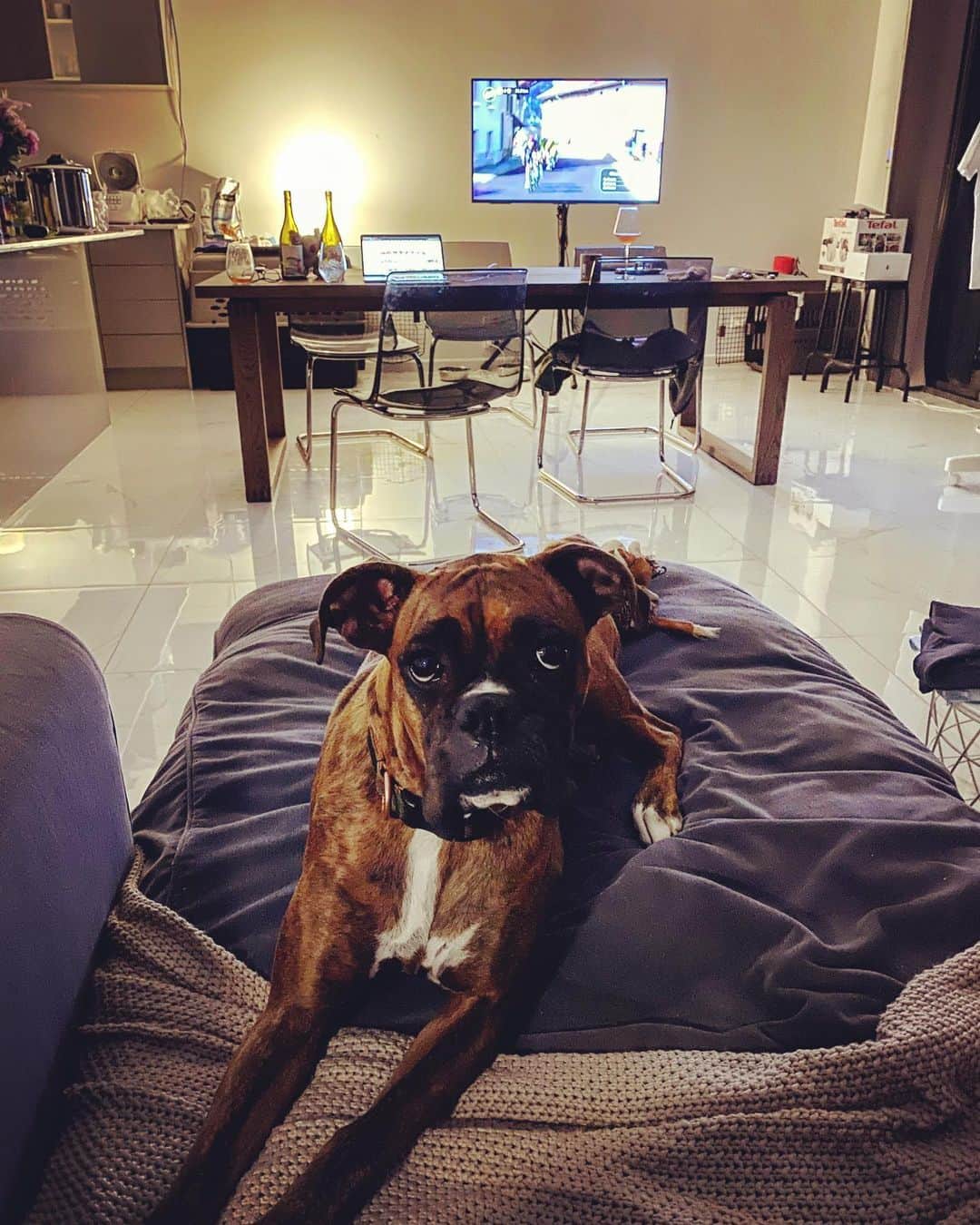 土井雪広のインスタグラム：「今夜も最後は華と2人きりですw  #boxerdog」